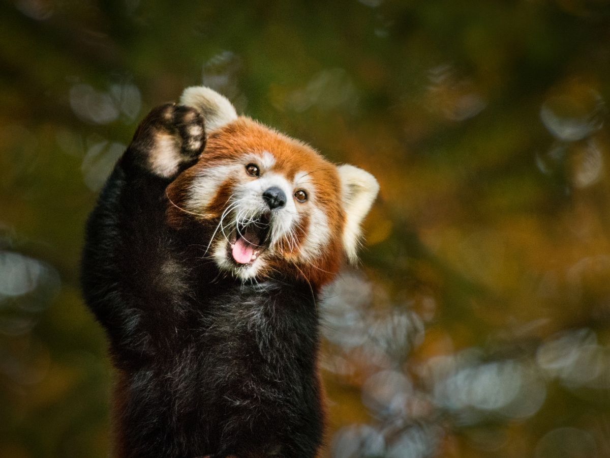 Red panda waving its paw in a forest