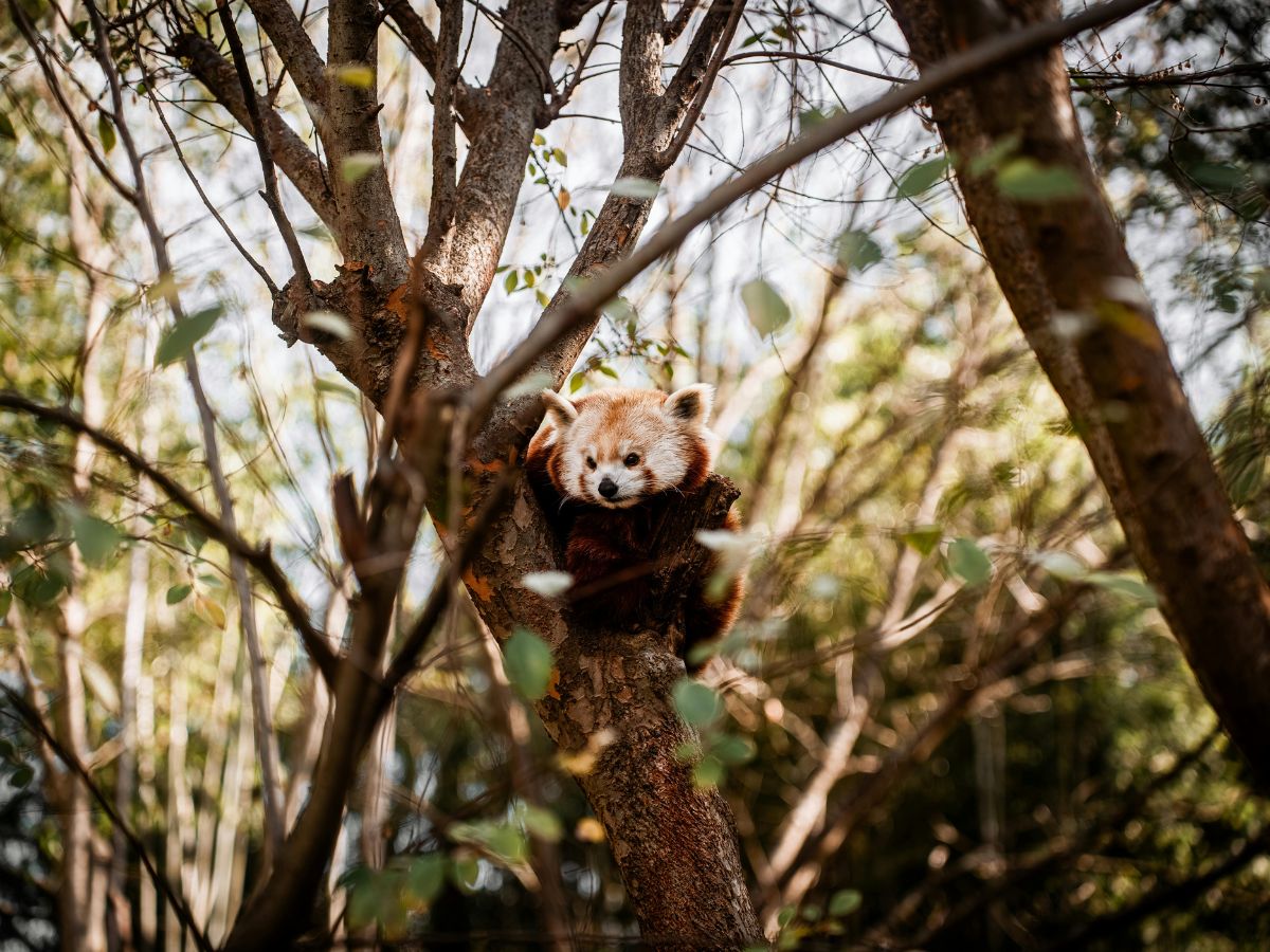 Red panda resting in a forest tree