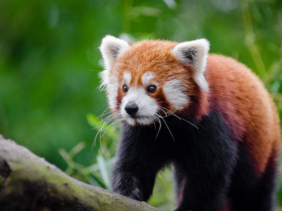 Red panda walking along a forest log